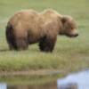 Beautiful Bear Crossing
       5x8
       $300