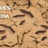 Personalized name with     
   dino tracks!
                   5x8
                        $300